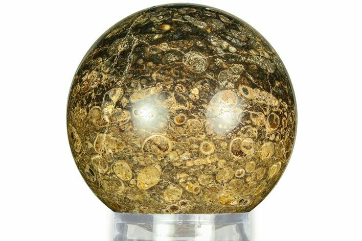 Polished Freshwater Snails (Elimia) In Limestone Sphere - Wyoming #311740